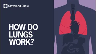How Do Lungs Work?