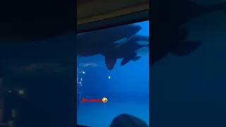 касатки в Москвариуме на ВДНХ ,killer whale russia