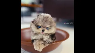 [Tiktok] Funny and Cute Pomeranian dog #97 #Shorts