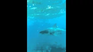 Great White shark on Alligator Reef, Fl Keys