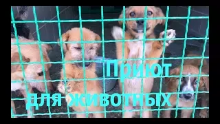 Трогательное видео! Харьковский приют для животных.