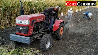 Минитрактор шифенг сф-240 копает картошку транспортерной копалкой