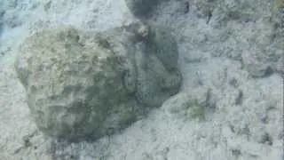 Octopus camouflaged