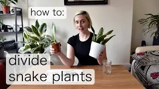 DIVIDING SNAKE PLANT PUPS | How to Propagate Sansevieria