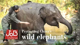 How China is protecting its endangered wild elephants