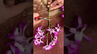 orchid grafting simple tips