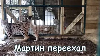Мартин в новом вольере / Lynx Martin in the new enclosure