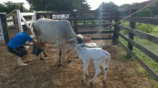 Indo esgotar a vaca brava de primeira cria. Teodoro correu de medo e vazou na braqueara..