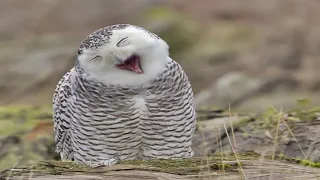 Funny Owls And Cute Owl  Sweet Owls in Videos Compilation