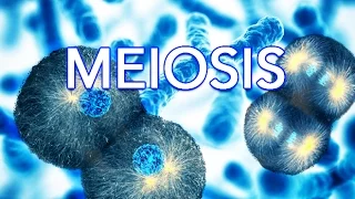 MEIOSIS - MADE SUPER EASY - ANIMATION