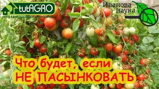 ПАСЫНКОВАНИЕ и ФОРМИРОВАНИЕ ТЕПЛИЧНЫХ и УЛИЧНЫХ ТОМАТОВ, простое правило формирование перца.