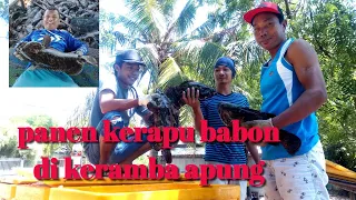 panen ikan kerapu cantang dan baramundi di keramba apung