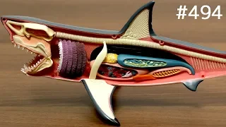 サメ解剖モデルで遊んだり食べたり / Great White Shark Anatomy Model. puzzle