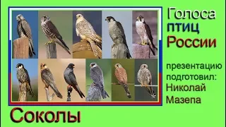 Соколы. Голоса птиц России
