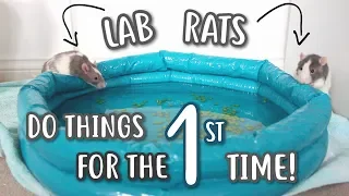 LAB RATS DO THINGS FOR THE FIRST TIME!