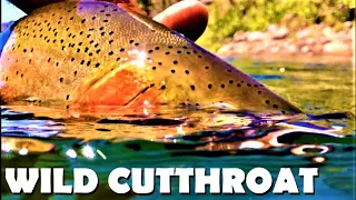 Ridiculous Dry Fly Action on the Saint Joe River in Idaho for Gorgeous Westslope Cutthroat Trout