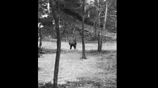 the "Bigfoot? Sasquatch? Trail Camera" photograph