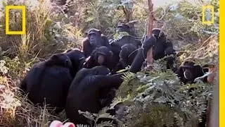 Chimps "Mourn" Nine-year-old's Death? | National Geographic