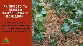 Як просто та дешево замульчувати помідори  Переваги мульчування.