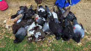 Epic HUNT on a chicken farm catapult shooting for the toughest bird in Jamaica Pigeon /control