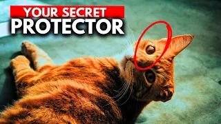The surprising way cats protect their owners