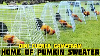 Home Of Pumkin Sweater - Dini Cuenca Gamefarm - Dini Cuenca - Talisay City Philippines