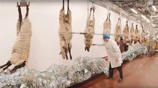 From Fleece to Fabric: Inside a Sheep Wool Factory.