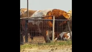 Самый большой бык в мире.Вы ещё не видели..
