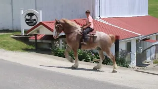 Dakota 8 year old gelding