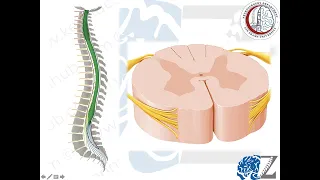 Spinal Cord Anatomy (1)