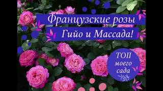 Французские розы Гийо и Массада.  ТОП моего сада.