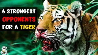 6 Most Ruthless Fights Of A Tiger