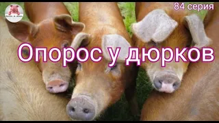 Миллион на свиньях.Опорос у дюрков. Забой свиньи. Глубокая подстилка.