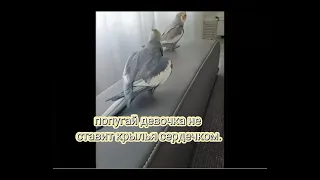 ~Как определить пол попугая корелла (девочка) ~