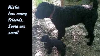 Black Russian Terrier Misha