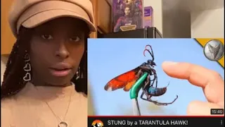 I Have An Evil Heart😀 |Reacting To Brave Wilderness - STUNG by a TARANTULA HAWK!|