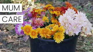Chrysanthemum Plant Care After Flowering in Fall - Growing Potted Chrysanthemums as Perennials