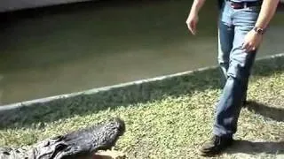 alligator   crocodile attack animal attacks