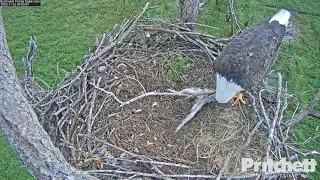 11-22-20 SWFL eagles; Harriet eats a rabbit.  ***Warning: graphic content.***