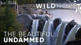 Undamming a river, rebuilding a forest | WILD HOPE