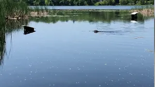 Beaver hissing