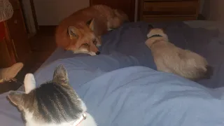 DixieDo Fox gets bed time scratches