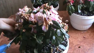 Кімнатні рослини Мої Азалії Формування Азалій після цвітіння