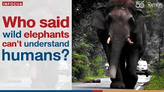 Who said wild elephants can't understand humans? | The Nation Thailand