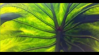 Community Kalo Harvest at the Garden