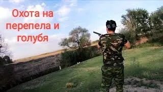 Охота на перепела и горлицу. Охота в Кыргызстане. Hunting in Kyrgyzstan.