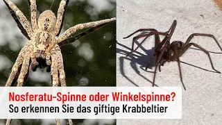 Giftig oder nicht? So unterscheiden Sie die Nosferatu-Spinne von der Winkelspinne