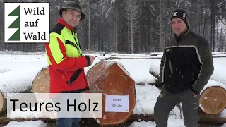 🌲Nadelbäume in höchster Qualität! Wertholzversteigerung in Oberösterreich #wildaufwald