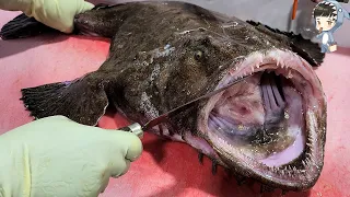 KOREAN STREET FOOD MONSTER MONKFISH ANGLER FISH SASHIMI POHANG SEAFOOD KOREA 12KG 아구 아귀