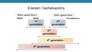 Beta Lactams 2022